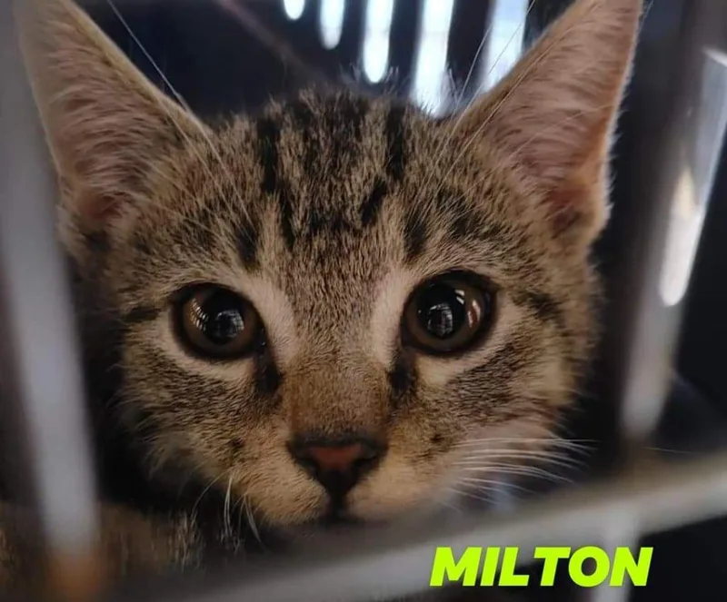 Milton thumbnail 3