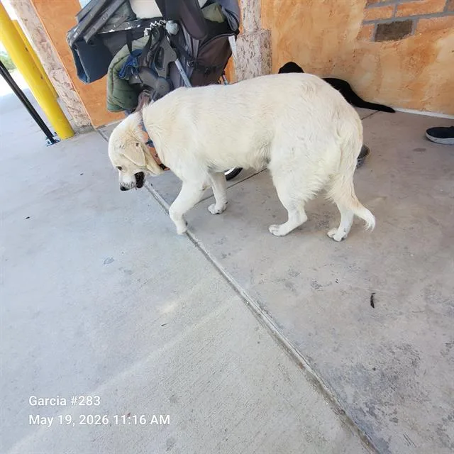 A young medium-sized male Labrador Retriever dog named Wuero for adoption in San Antonio, TX