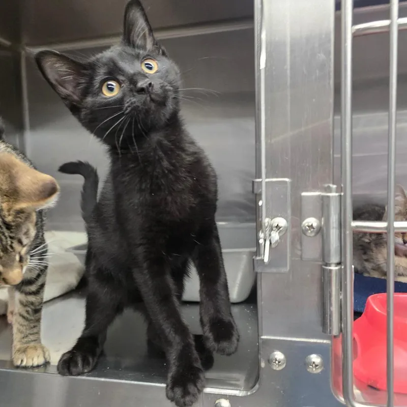 A baby small-sized male Black Domestic Short Hair cat named Dexter for adoption in Spokane, WA