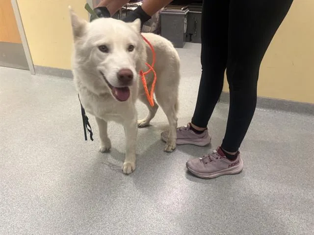 An adult large-sized male Siberian Husky dog named Kendall for adoption in Tustin, CA