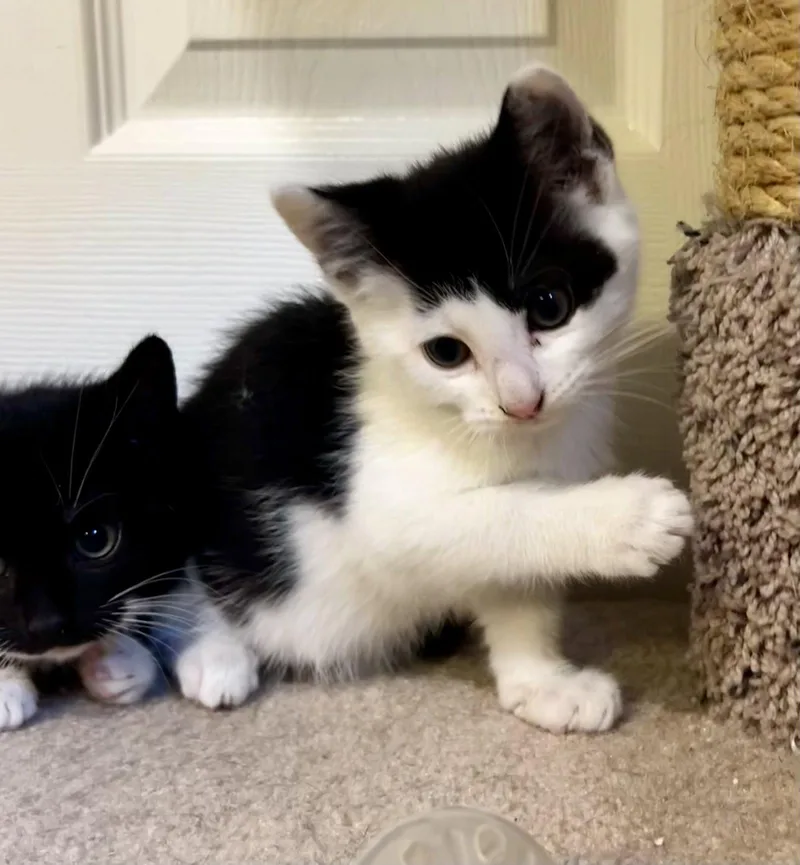 A baby large-sized male Domestic Short Hair cat named Gene for adoption in Ringwood, NJ