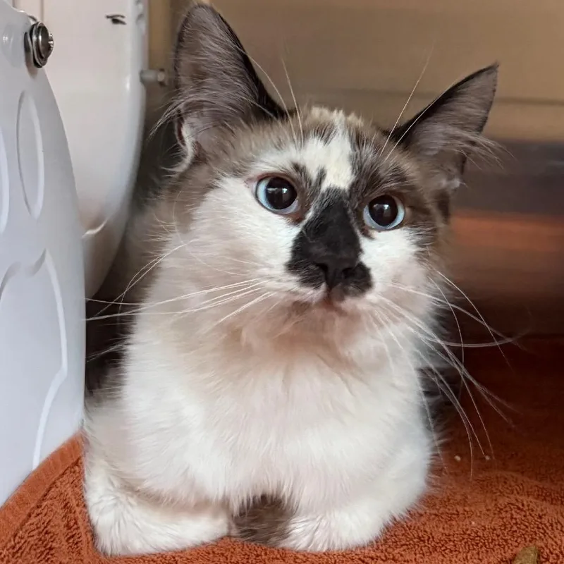 A young medium-sized male White Domestic Short Hair cat named Nemo for adoption in Cedaredge, CO