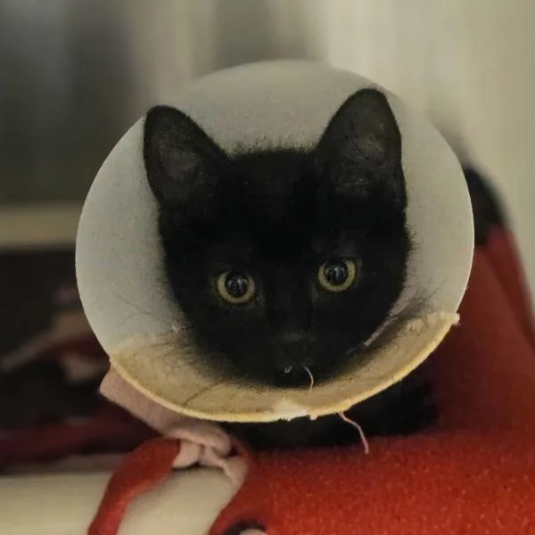 A baby medium-sized female Domestic Short Hair cat named Magpie for adoption in Dublin, CA
