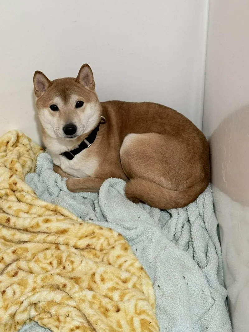 An adult small-sized male Red / Chestnut / Orange Shiba Inu dog named Kumara for adoption in Vermilion, OH