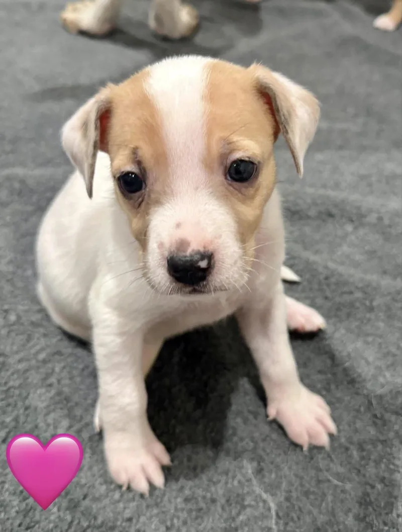 A baby medium-sized female Cattle Dog dog named Linnet for adoption in Whittier, CA