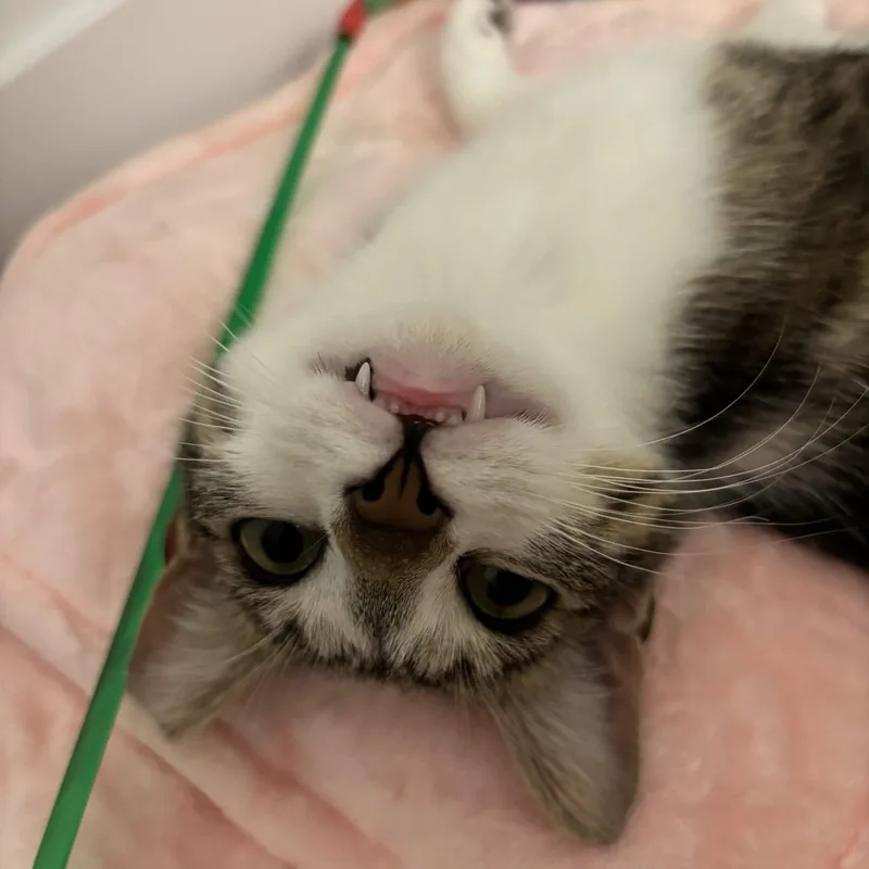 A baby small-sized male Tabby (Buff / Tan / Fawn) Domestic Short Hair cat named Kevin for adoption in Weehawken, NJ