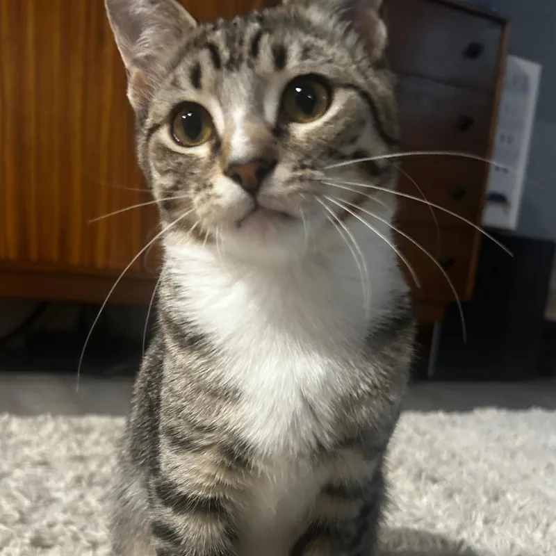 A young small-sized female Domestic Short Hair cat named Bombolini  Bonded to for adoption in Middleton, WI