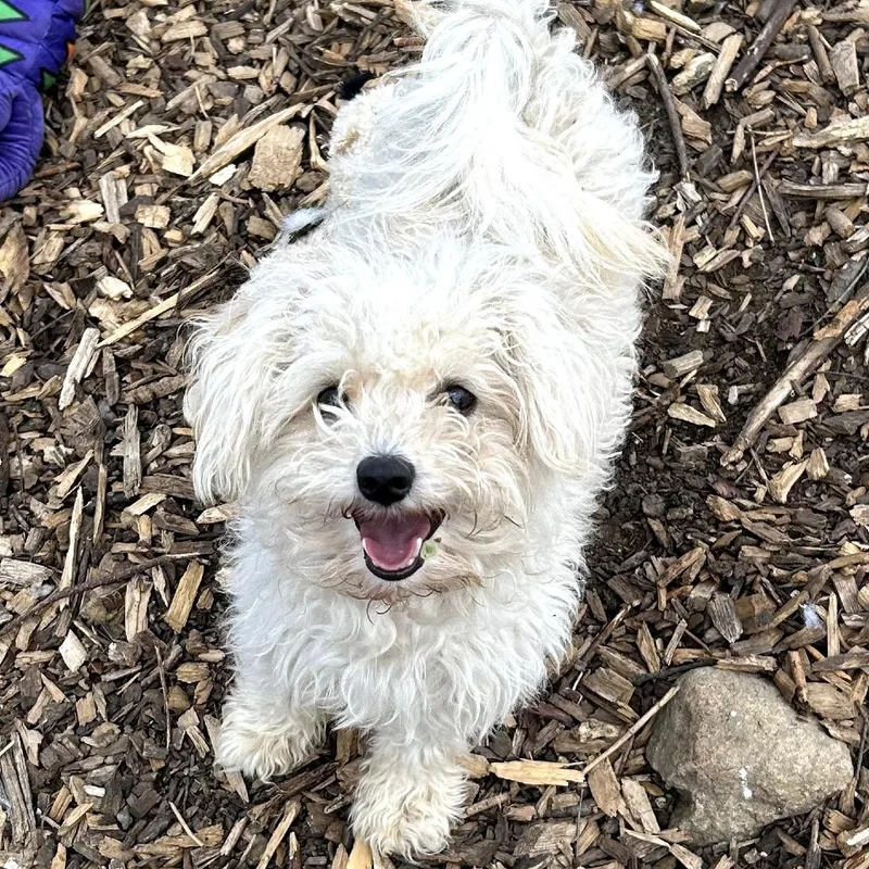 An adult small-sized male White / Cream Poodle dog named Biggie for adoption in Rockville, MD