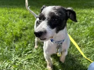 An adult small-sized male Shih Tzu dog named Luke for adoption in Palatine, IL