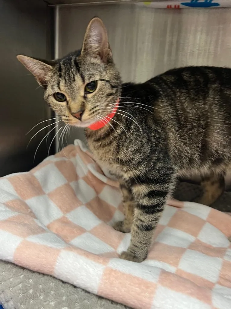 A young medium-sized female Domestic Short Hair cat named June AC for adoption in Greeneville, TN