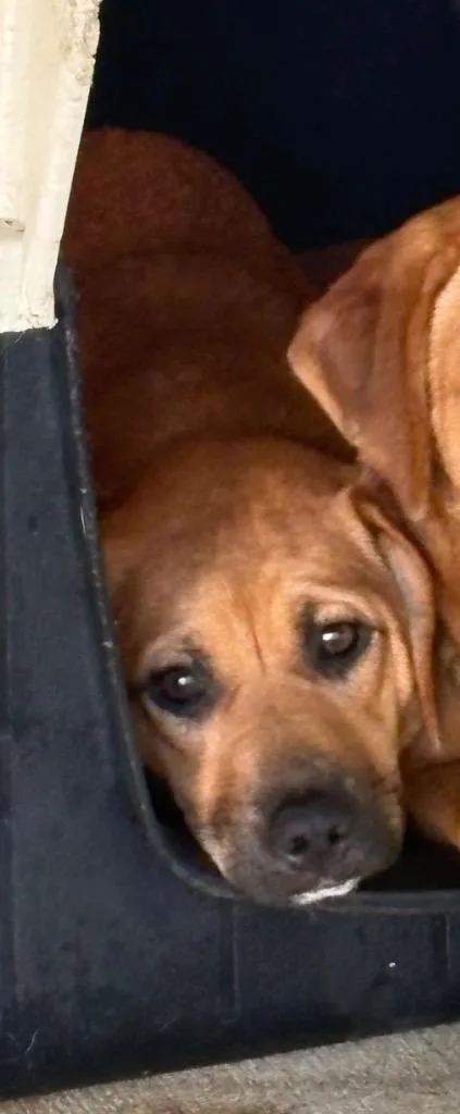 A baby medium-sized female Labrador Retriever dog named Shirley for adoption in Fayetteville, TN