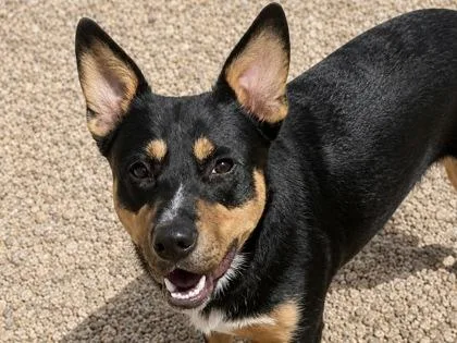 An adult medium-sized male Tricolor (Brown, Black, & White) Mixed Breed dog named Carson for adoption in Georgetown, TX