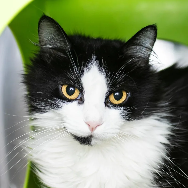 A senior medium-sized female Black Domestic Long Hair cat named Ferael for adoption in Middletown, RI