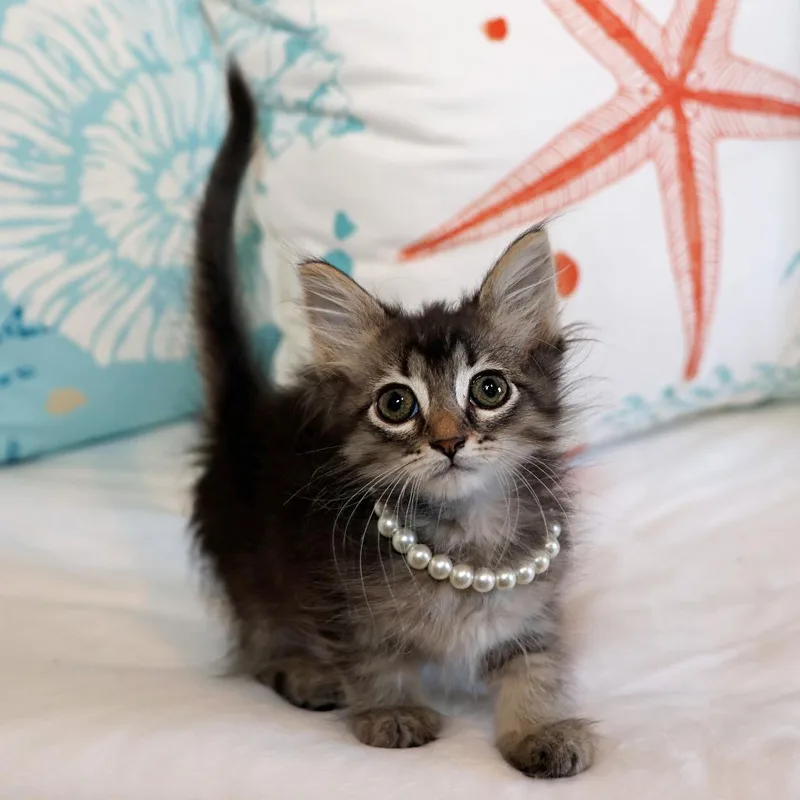 A baby small-sized female Brown / Chocolate Domestic Long Hair cat named Zebra Trees for adoption in FAIRWAY, KS