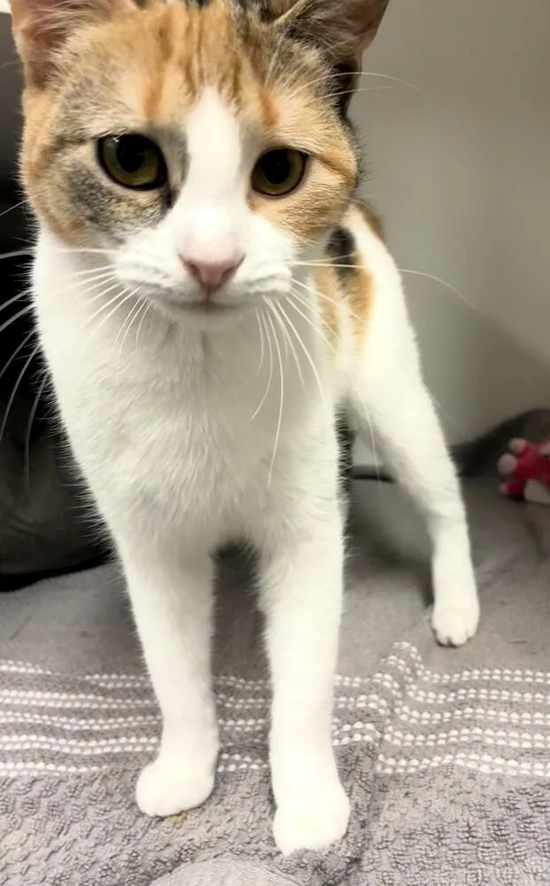 A young medium-sized female Domestic Short Hair cat named Goldie for adoption in Elmsford, NY