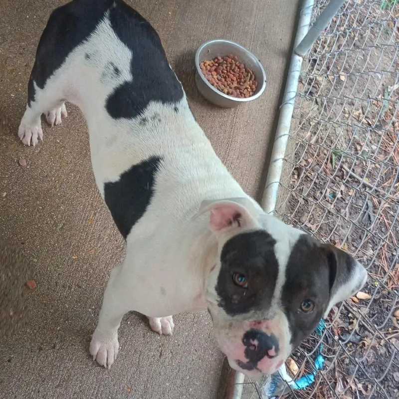 A baby large-sized female Pit Bull Terrier dog named Tillie for adoption in Jena, LA