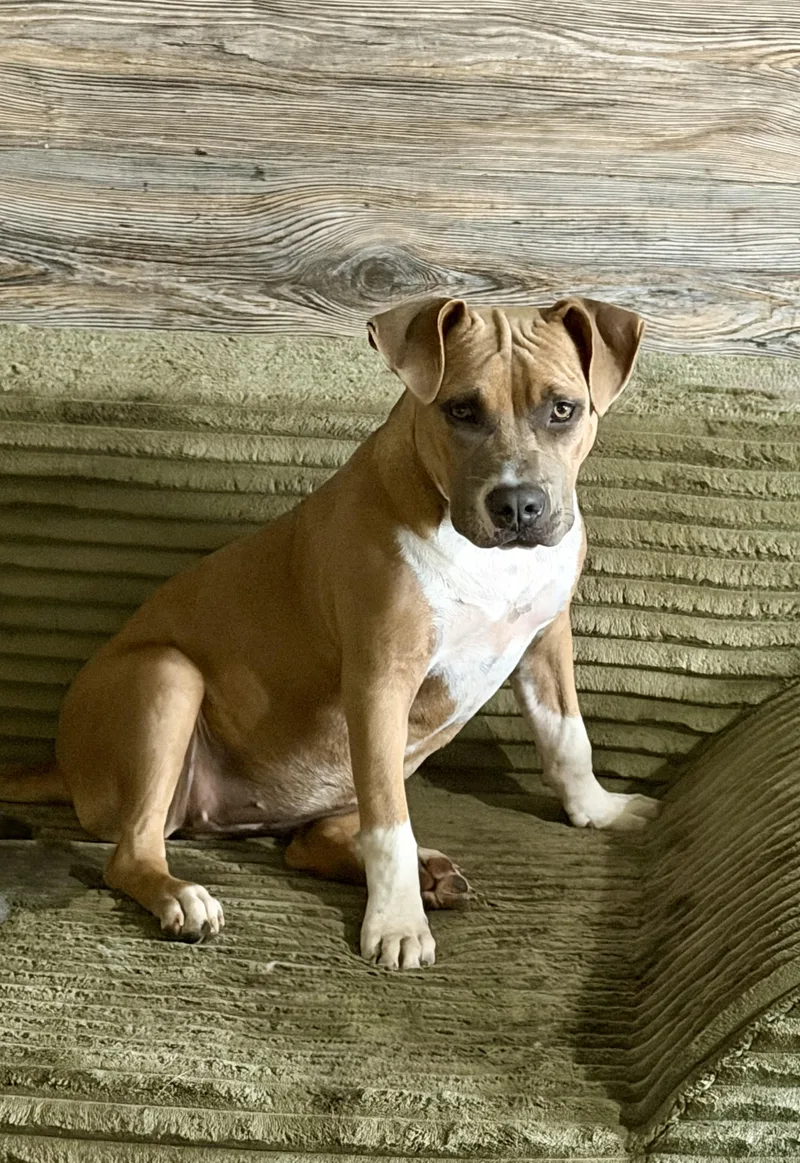A young medium-sized female Pit Bull Terrier dog named Bristol for adoption in YALE, SD