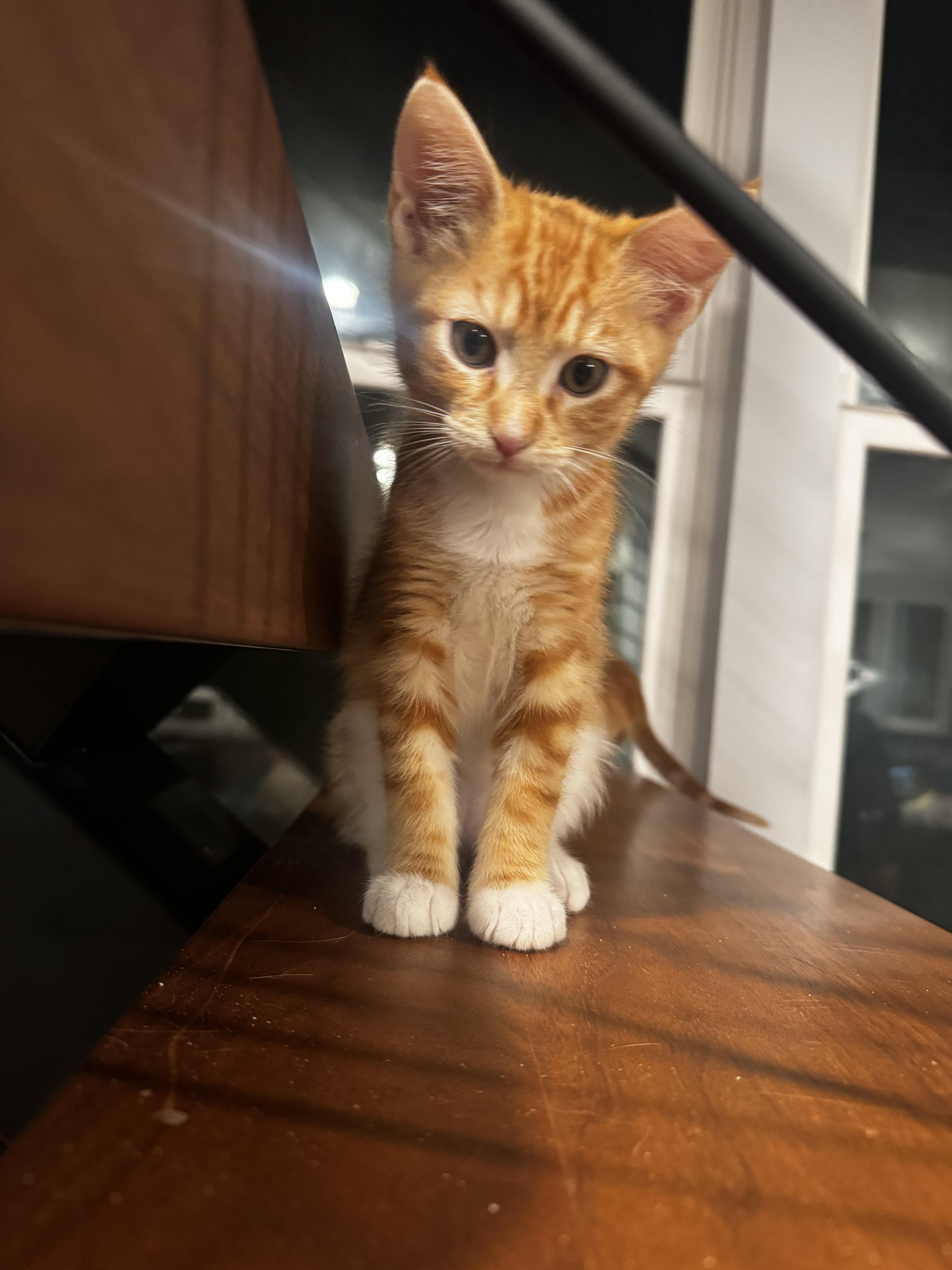 A young medium-sized male Orange & White Tabby cat named Orion The Star for adoption in Fountain Valley, CA