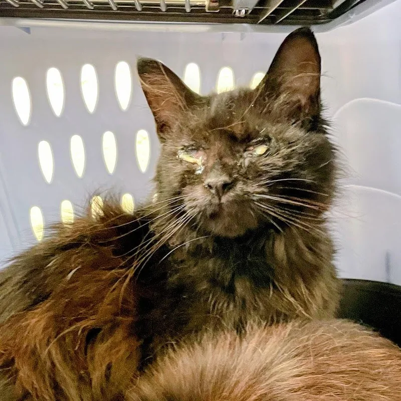 A young medium-sized female Domestic Medium Hair cat named Senet for adoption in Verona, VA