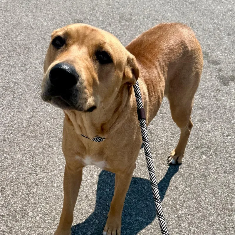 An adult small-sized female Yellow / Tan / Blond / Fawn Pit Bull Terrier dog named Gaby for adoption in St. Louis, MO