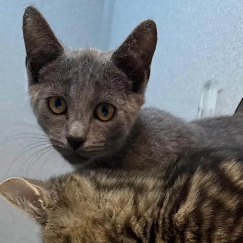 A baby small-sized male Domestic Short Hair cat named Boo Boo for adoption in Pittsburgh, PA