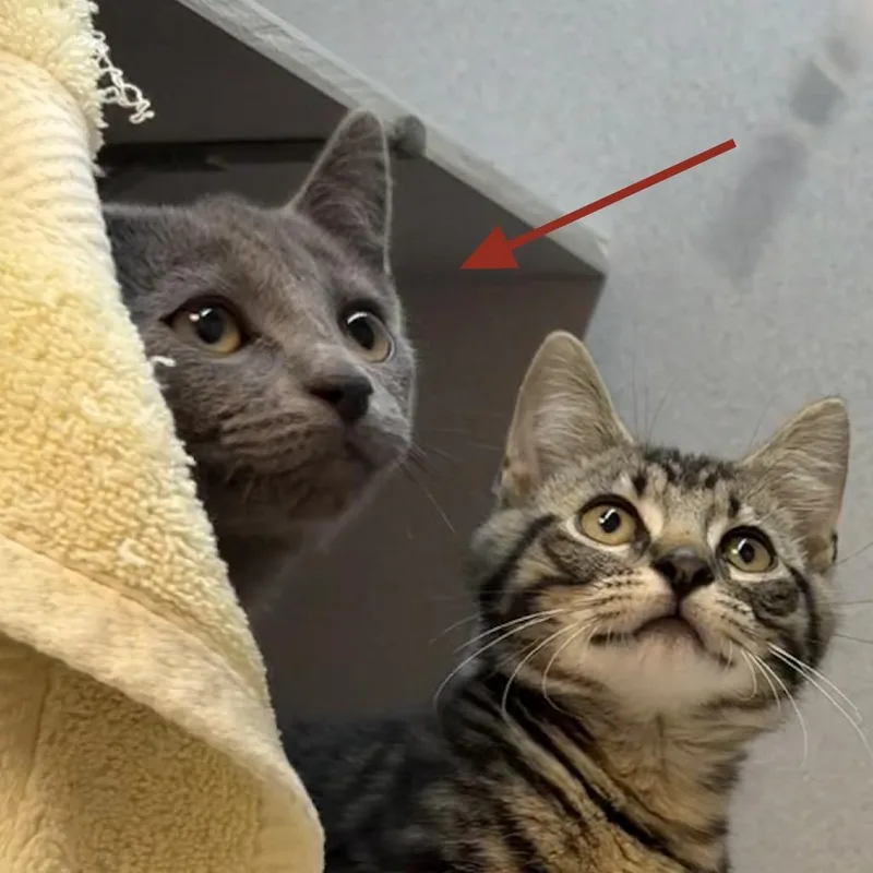 Boo Boo thumbnail 2