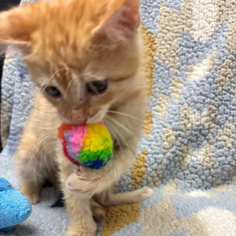 A baby small-sized male Orange / Red Domestic Medium Hair cat named JJ Puddington for adoption in Commerce City, CO