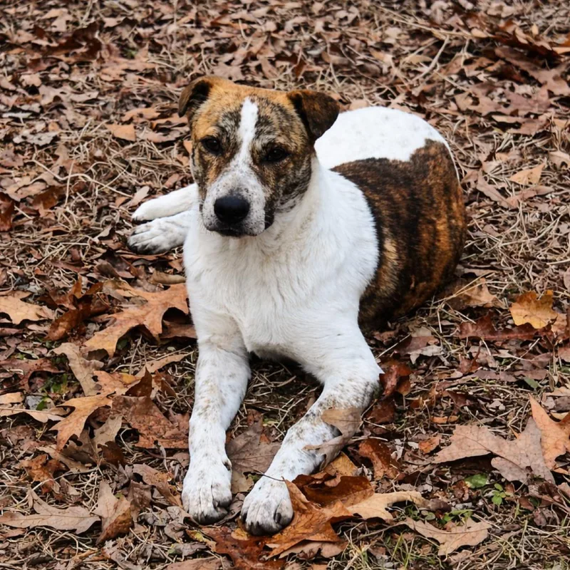 A young small-sized male White / Cream Cattle Dog dog named Gandalf for adoption in Rogersville, MO