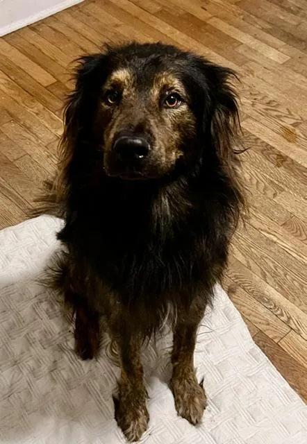 A young medium-sized male Bicolor Australian Shepherd dog named Thaddeus for adoption in Newfoundland, PA