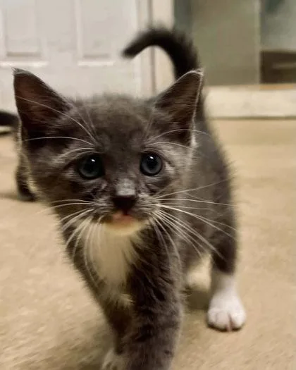 A young small-sized male Domestic Short Hair cat named Biscuit for adoption in River Ridge, LA