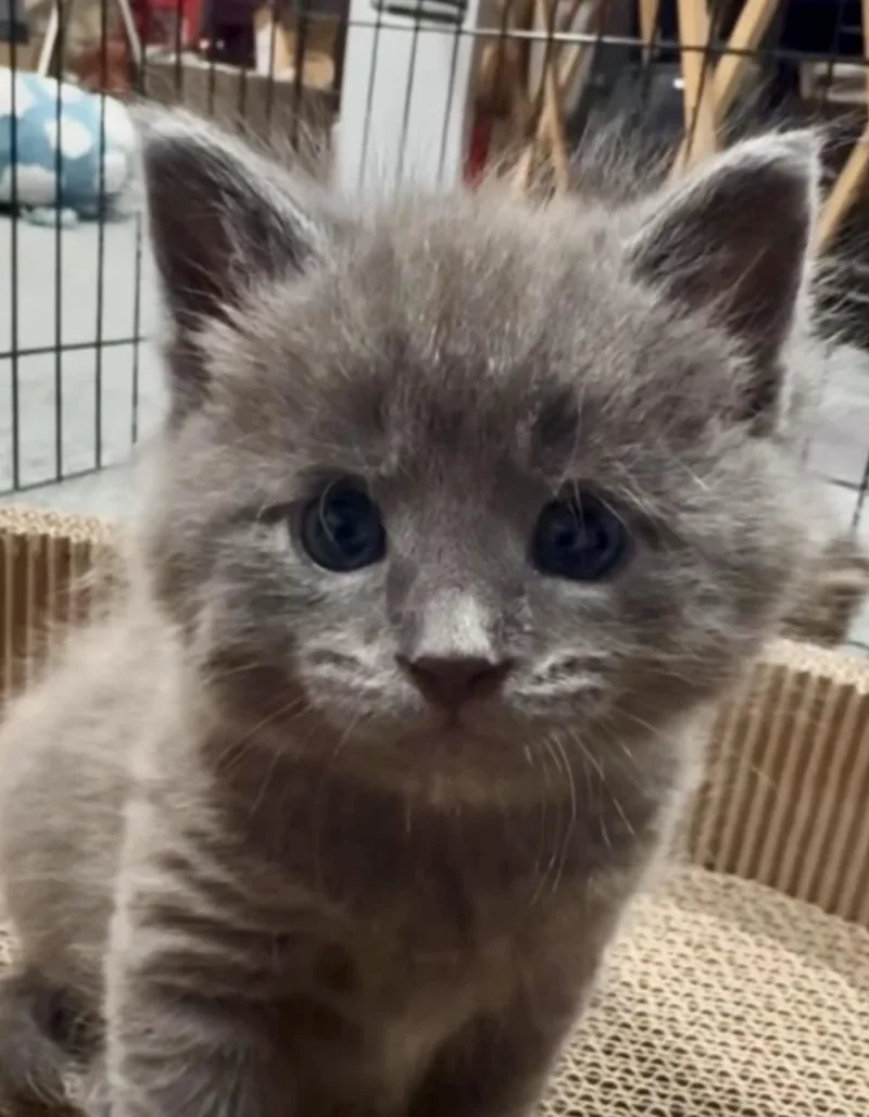 A baby medium-sized male Gray / Blue / Silver Domestic Short Hair cat named Elijah for adoption in Port Washington, WI