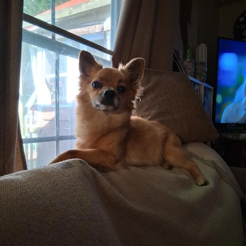 ChiChi