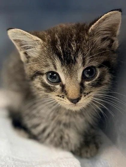 A baby small-sized female Domestic Short Hair cat named Gypsy Girl for adoption in Bowling Green, KY