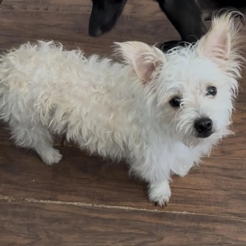An adult small-sized male White / Cream West Highland White Terrier / Westie dog named Jonah for adoption in Las Vegas, NV