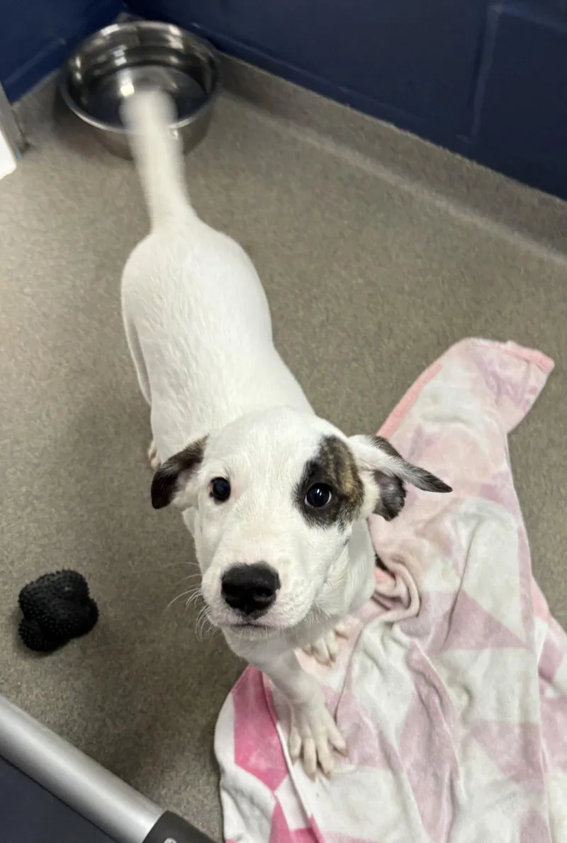 A young medium-sized male Mixed Breed dog named Yoda  Months Male for adoption in Sterling, MA