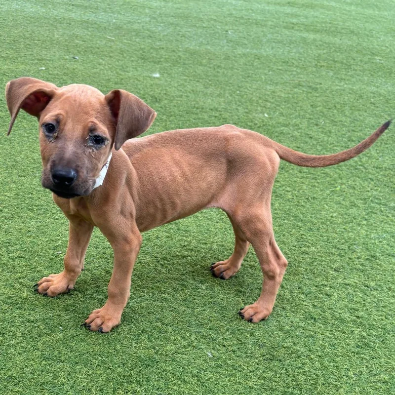 A baby small-sized female Brown / Chocolate Shepherd dog named Roja for adoption in LOXAHATCHEE, FL