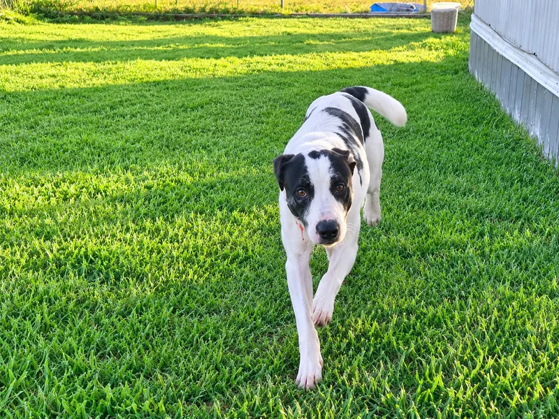 An adult large-sized male Catahoula Leopard Dog dog named Bullet for adoption in AMARILLO, TX