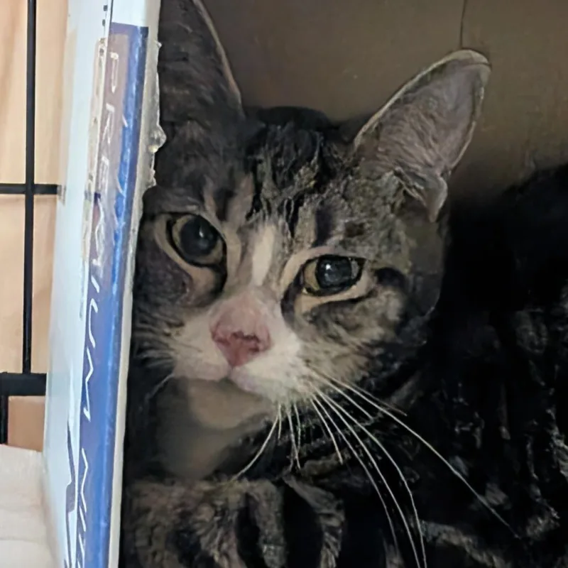 An adult medium-sized female Domestic Short Hair cat named Orchid for adoption in Tacoma, WA