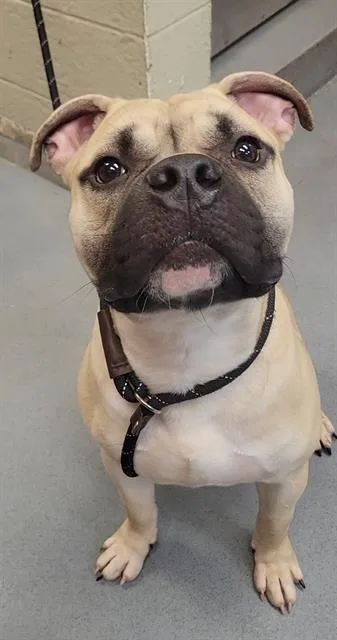 A young medium-sized male Boxer dog named Spaghetti for adoption in Indianapolis, IN