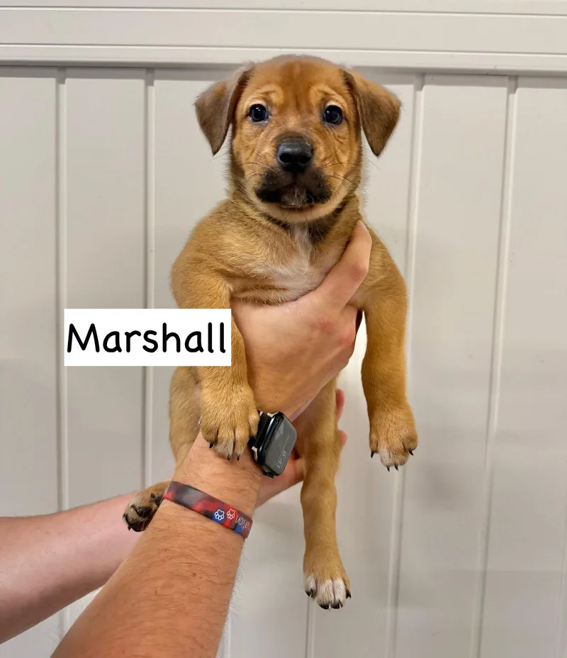 A baby medium-sized male Pit Bull Terrier dog named Marshall for adoption in GILBERTS, IL