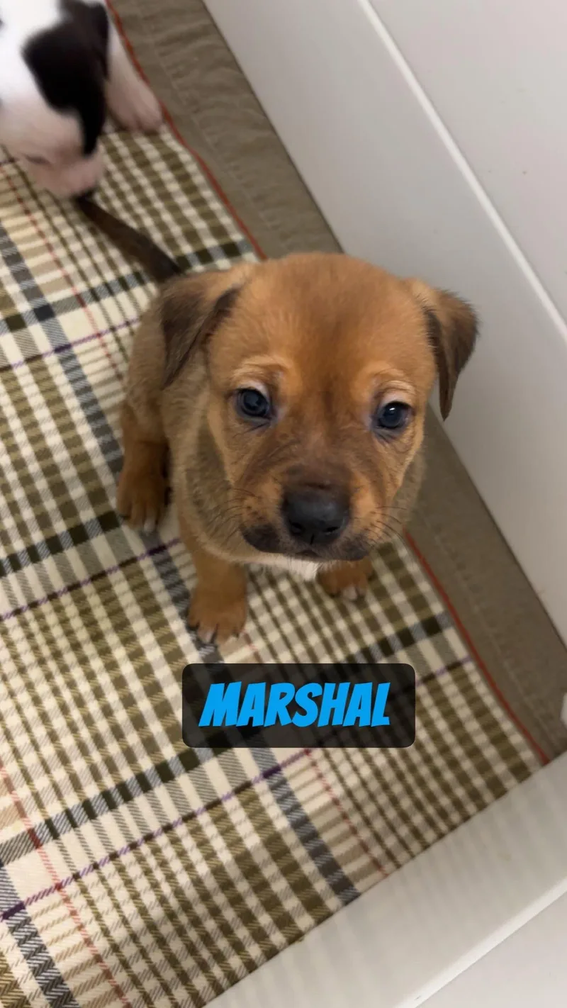 Marshall thumbnail 2