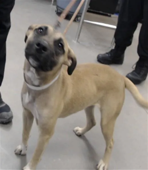 A young large-sized female Pit Bull Terrier dog named Waffle for adoption in Phoenix, AZ
