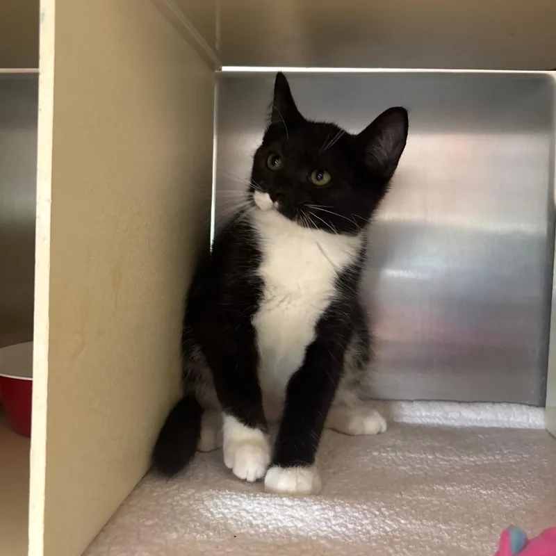 A baby small-sized male Black Domestic Short Hair cat named Michael for adoption in Newark, NJ
