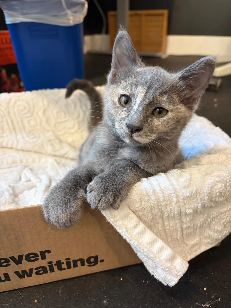 A baby medium-sized female Dilute Tortoiseshell cat named Ghost for adoption in Woodinville, WA