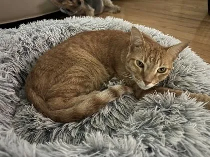 An adult medium-sized male Domestic Short Hair cat named Kit Kat for adoption in Largo, FL