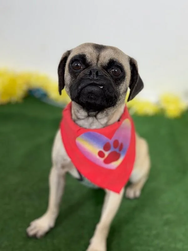 A young small-sized female Yellow / Tan / Blond / Fawn Pug dog named Coconut for adoption in Carlsbad, CA