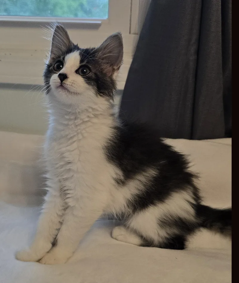 A baby medium-sized female Domestic Long Hair cat named Jasmine for adoption in Wadsworth, OH