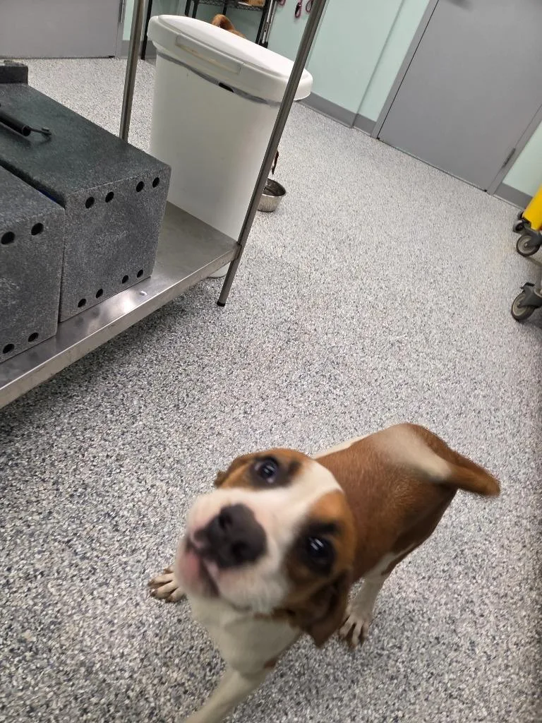 A baby medium-sized female Terrier dog named Nova for adoption in Athens, TN