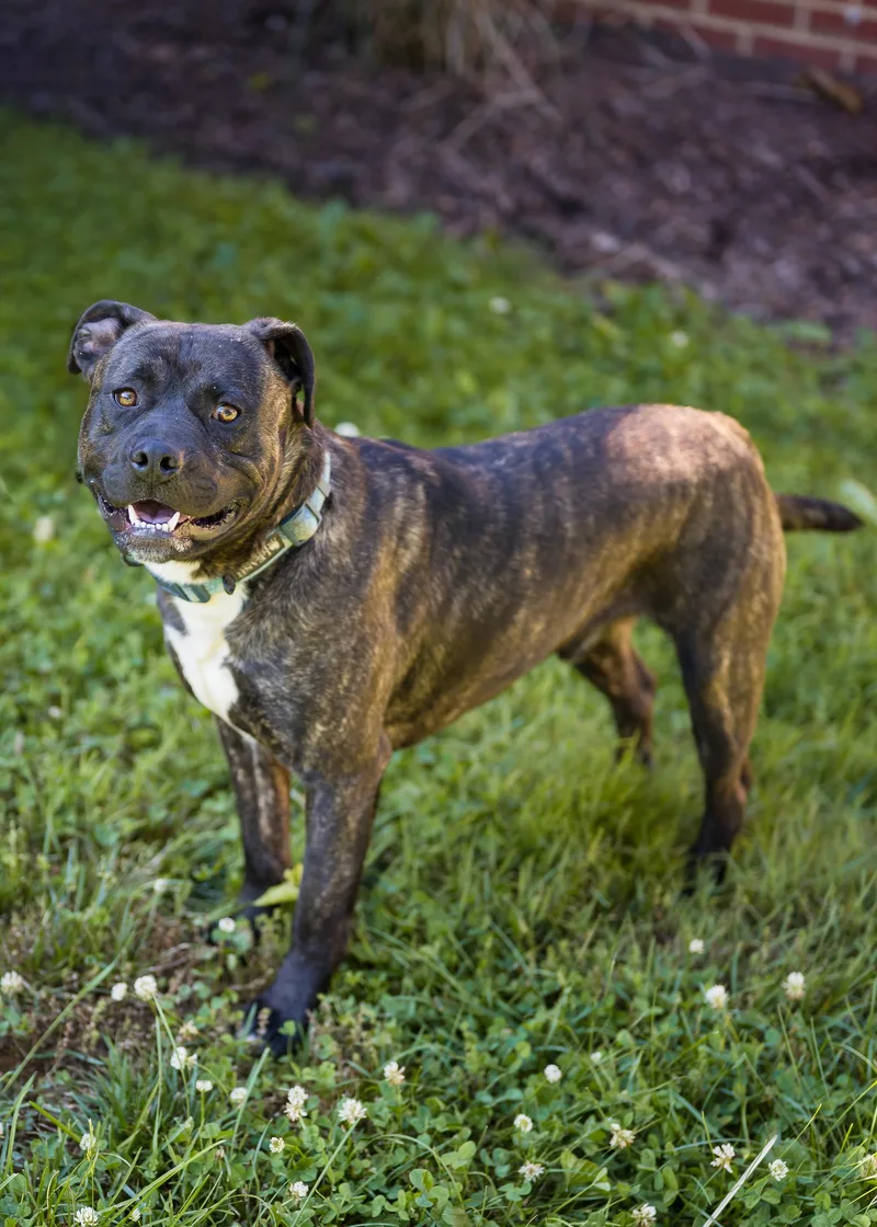 An adult medium-sized male Brindle Mixed Breed dog named Tink & Tank for adoption in Berryville, VA