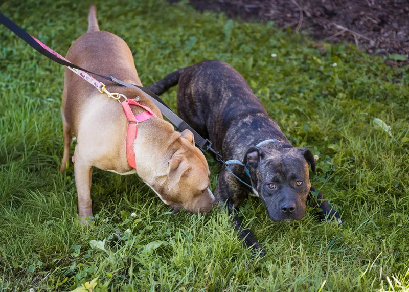 Tink & Tank thumbnail 4